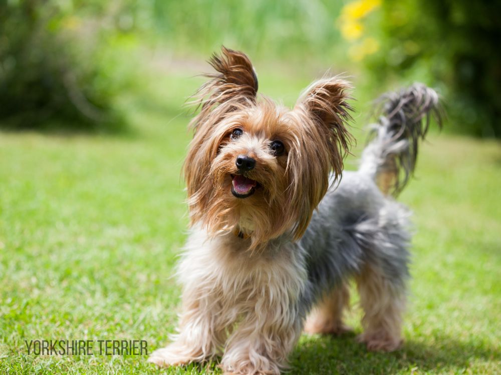 Teacup Yorkie for Sale Mini yorkie for sale Yorkie for Sale Yorkie Puppy For Sale Yorkie Puppies for Sale