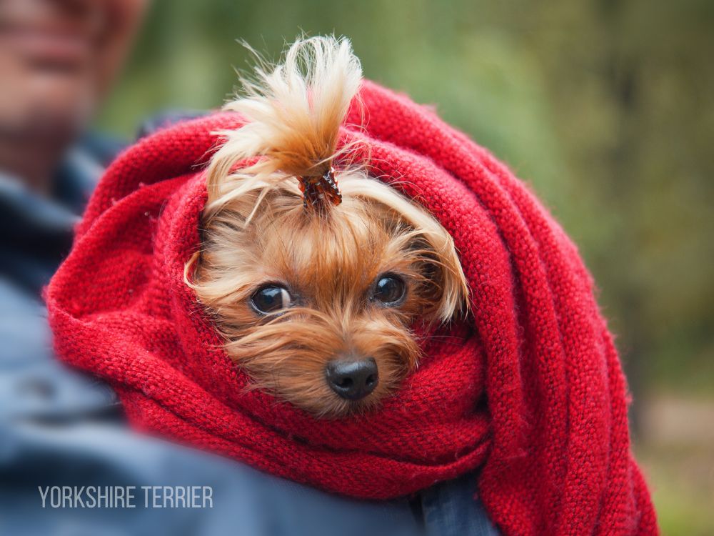 Teacup Yorkie for Sale Mini yorkie for sale Yorkie for Sale Yorkie Puppy For Sale Yorkie Puppies for Sale