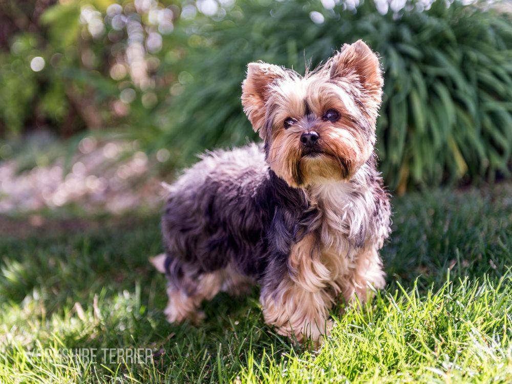 Teacup Yorkie for Sale Mini yorkie for sale Yorkie for Sale Yorkie Puppy For Sale Yorkie Puppies for Sale