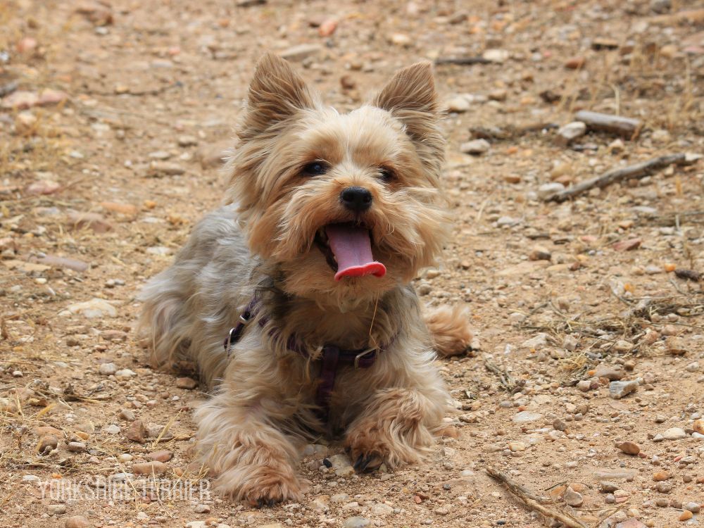 Teacup Yorkie for Sale Mini yorkie for sale Yorkie for Sale Yorkie Puppy For Sale Yorkie Puppies for Sale