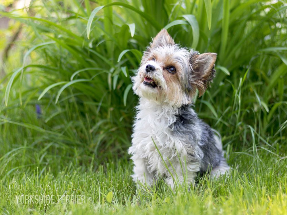 Teacup Yorkie for Sale Mini yorkie for sale Yorkie for Sale Yorkie Puppy For Sale Yorkie Puppies for Sale