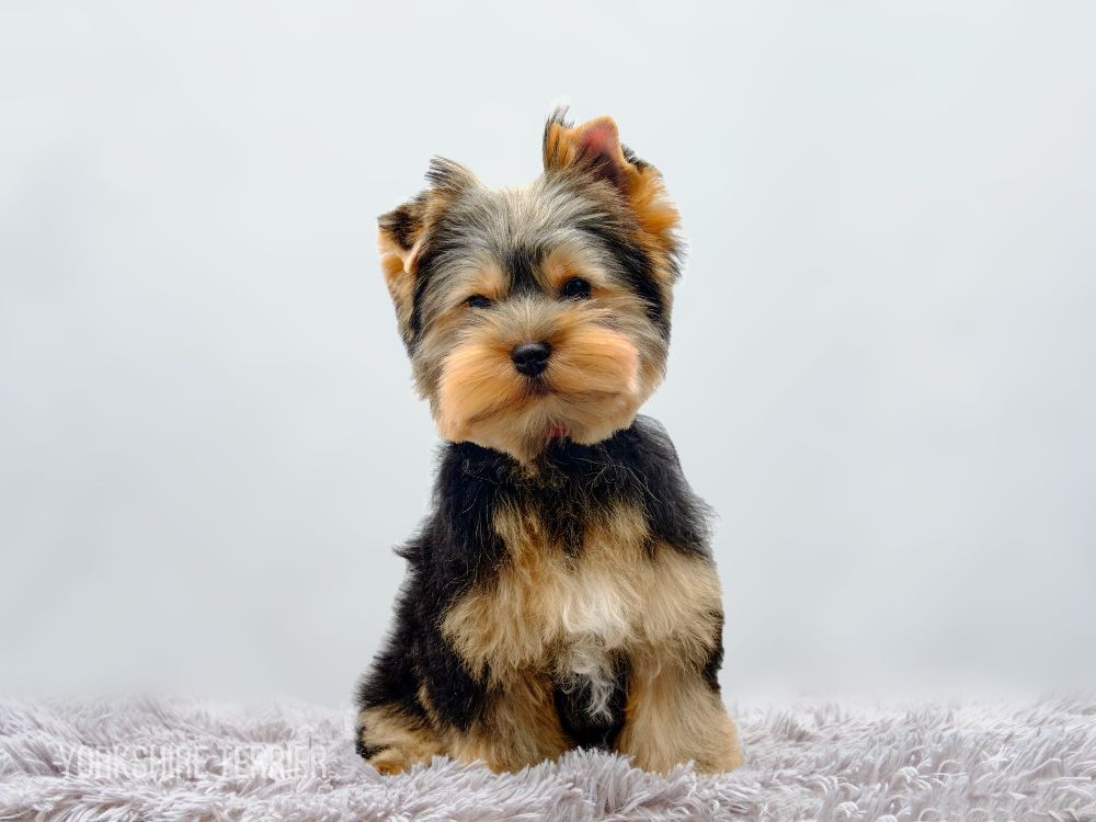 Teacup Yorkie for Sale Mini yorkie for sale Yorkie for Sale Yorkie Puppy For Sale Yorkie Puppies for Sale