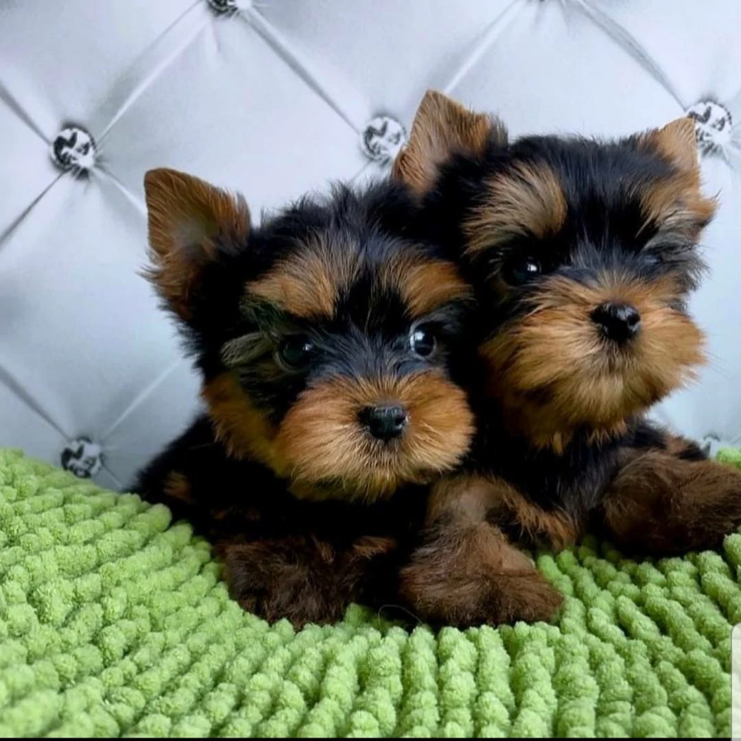 Baby Yorkie for sale