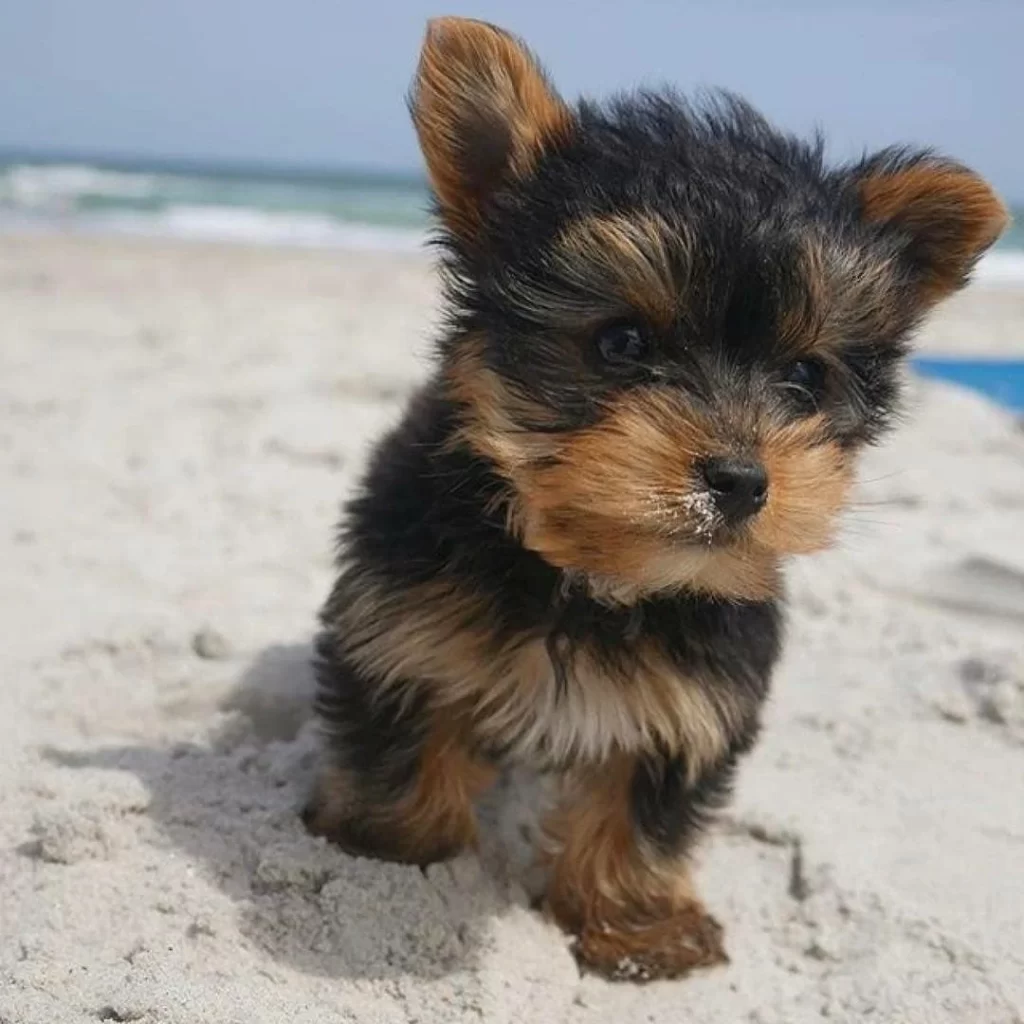 Yorkie puppies on sale