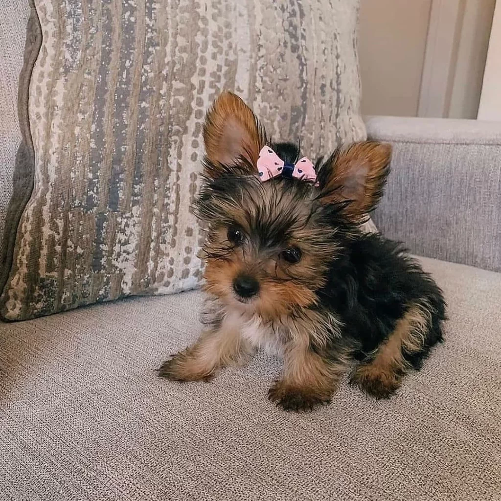 yorkshire terriers for sale