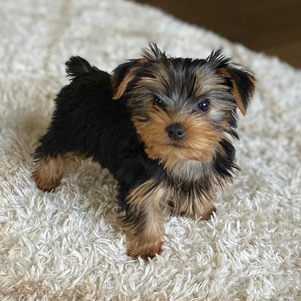 Yorkie for sale near me