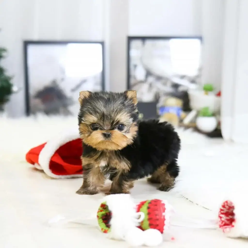 Yorkie teacup for sale