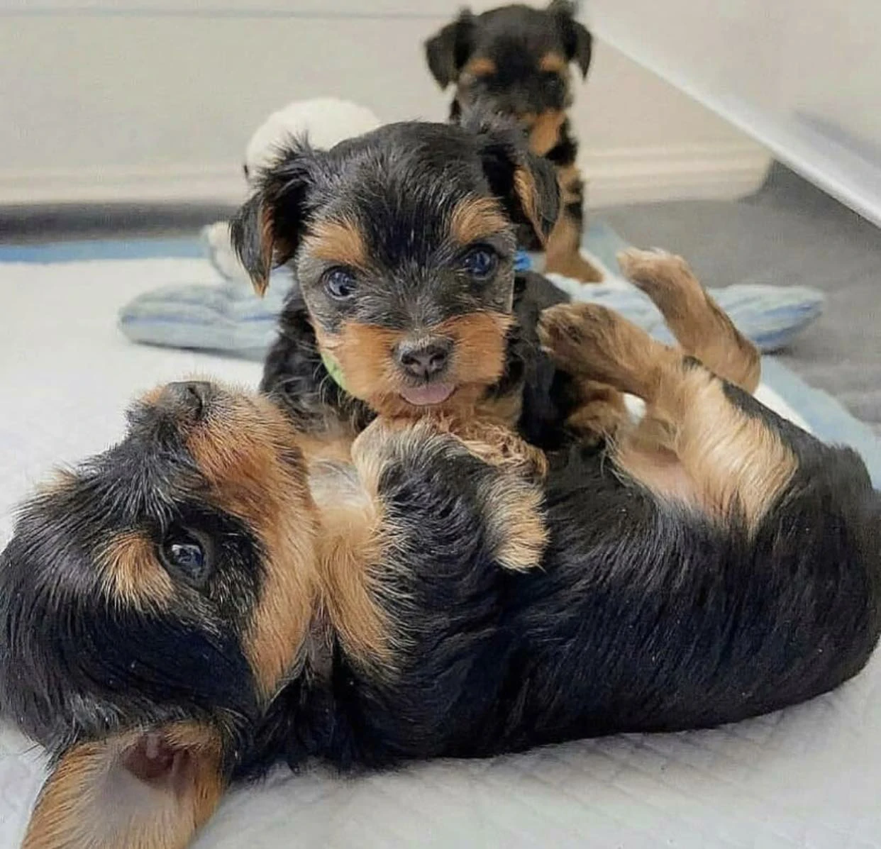 Yorkie Puppies for Sale