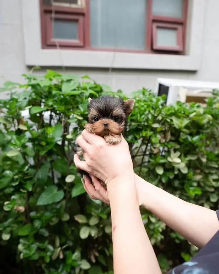 Yorkie Puppy Near Me for Sale
