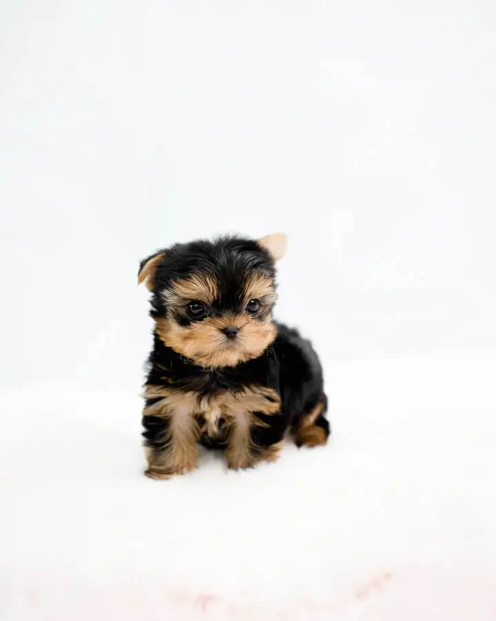 Yorkie terrier for sale