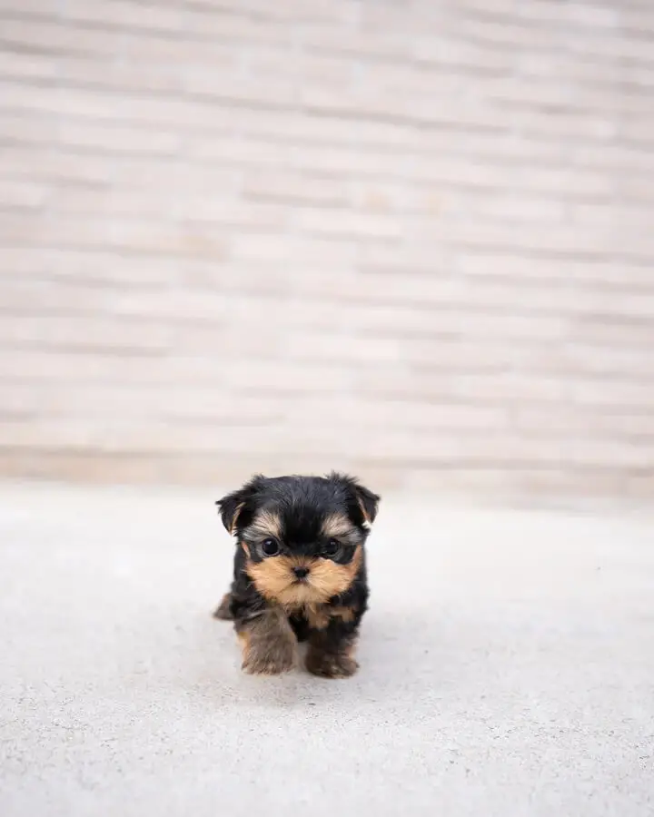 Yorkie poo for sale