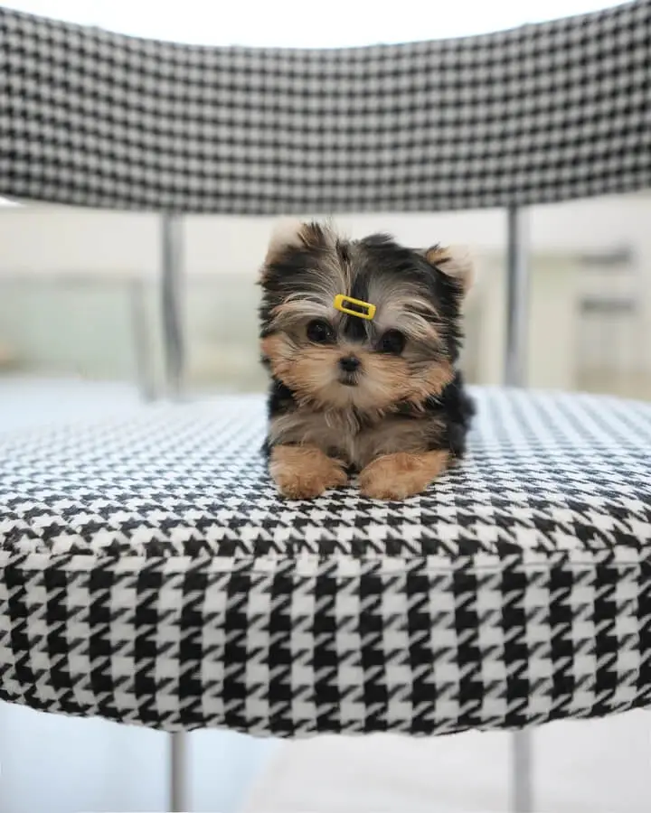 Teacup yorkie puppies for sale near me