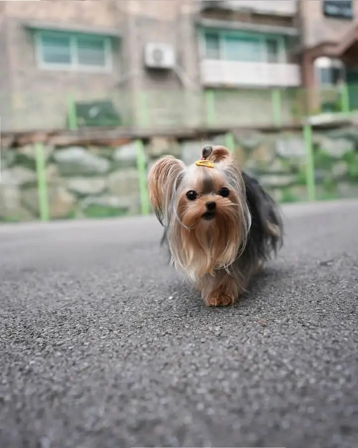 Mini yorkie for sale