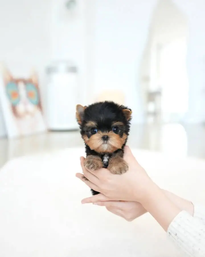 cheap teacup yorkie for sale