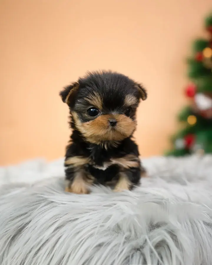 teacup yorkie puppies for sale near me